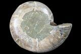 Bargain, Thick Ammonite (Anapuzosia) Fossil Half #88036-1